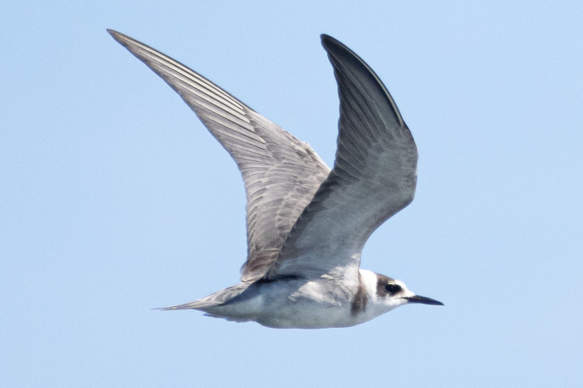Black Tern - ML387193361