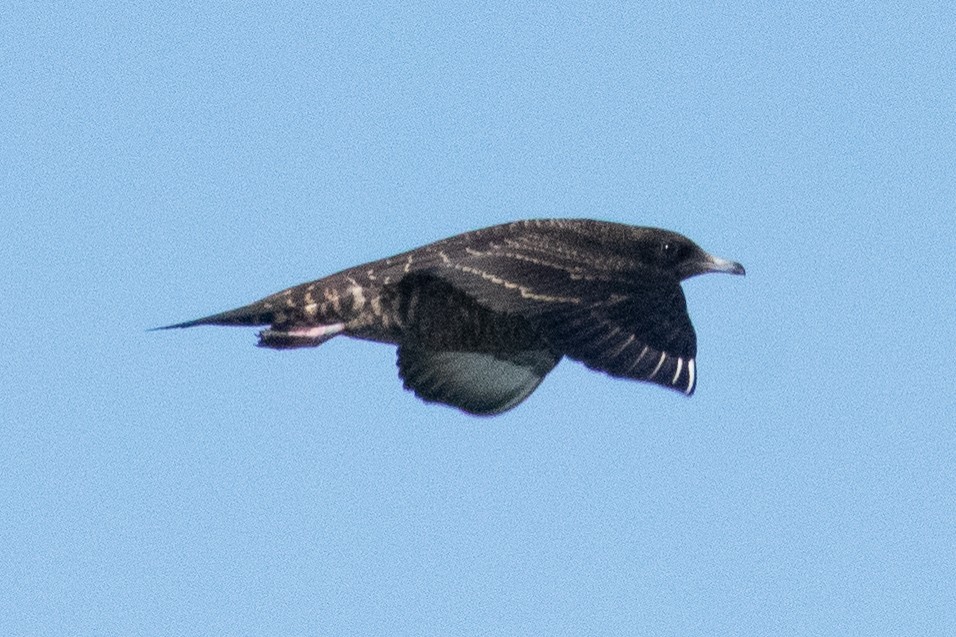 Parasitic Jaeger - ML387193521