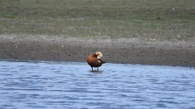 Ruddy Shelduck - ML387194191