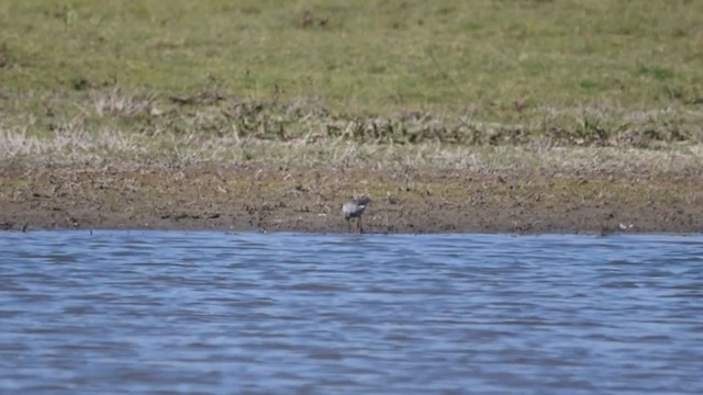 Spotted Redshank - ML387194351