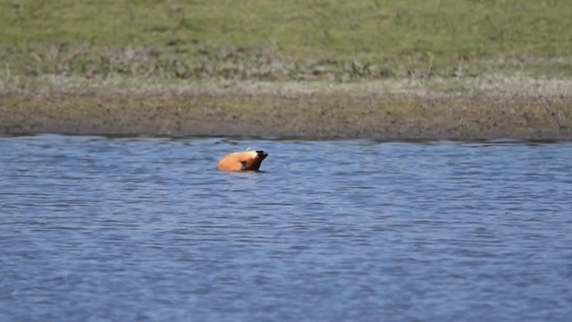 Ruddy Shelduck - ML387194381