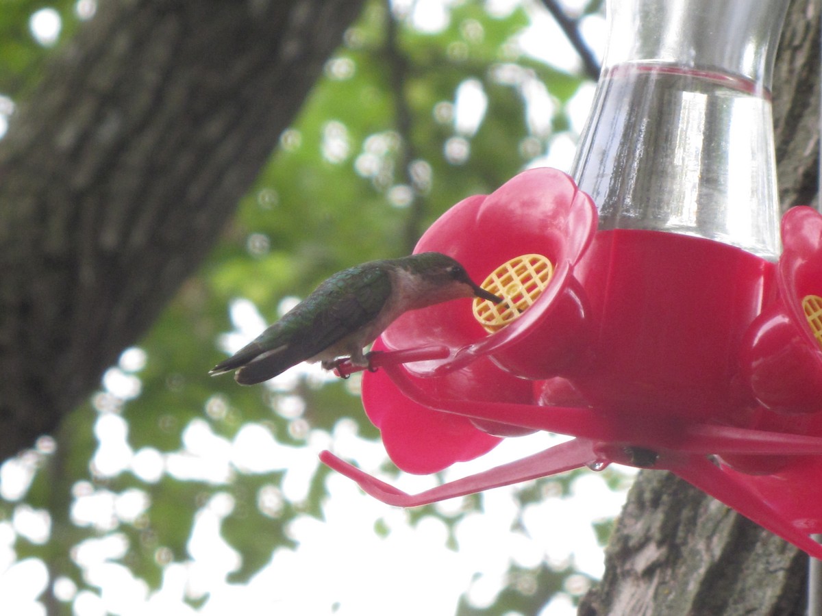 Ruby-throated Hummingbird - ML387195981
