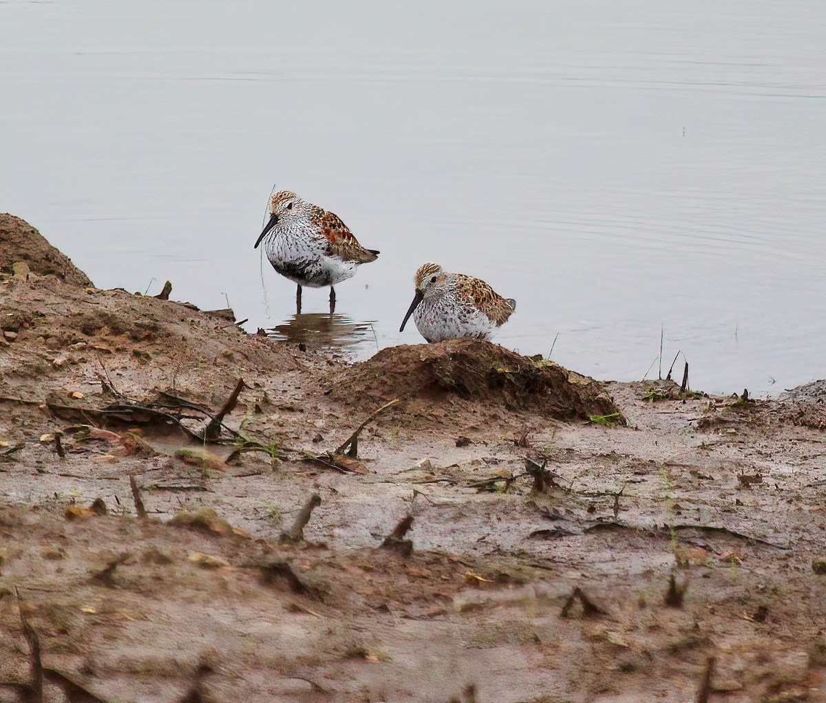 Dunlin - ML387196371