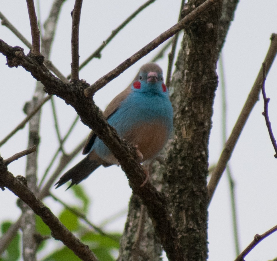 Cordonbleu à joues rouges - ML387198791