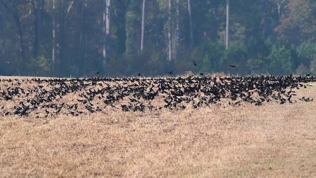 Red-winged Blackbird - ML387199541