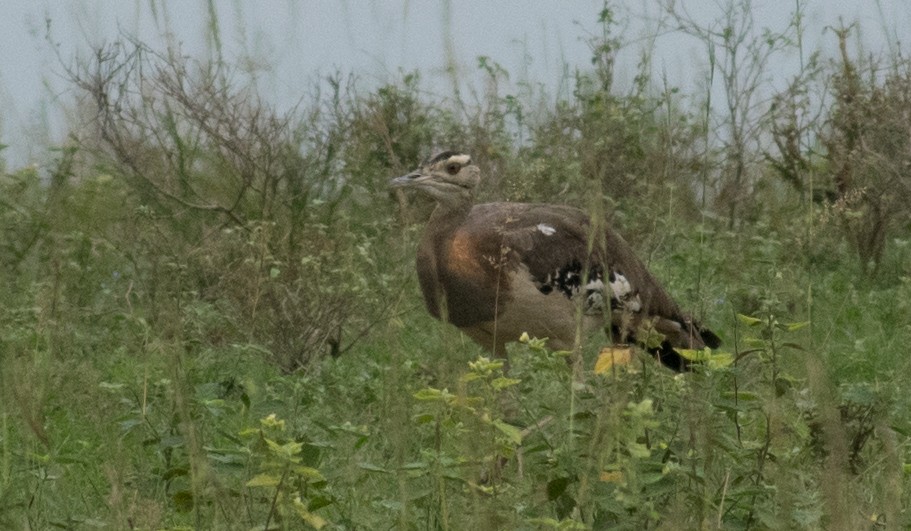 Denham's Bustard - ML387199571