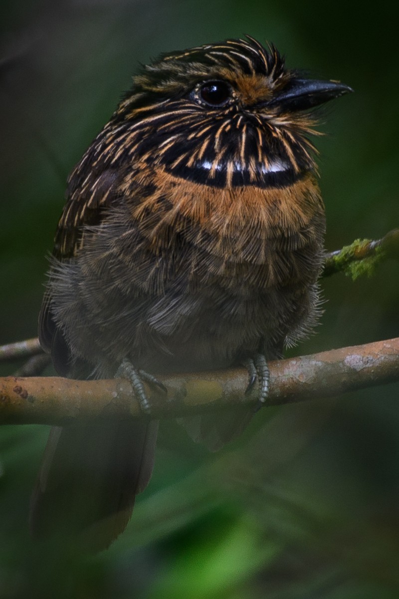 Crescent-chested Puffbird - ML387199611