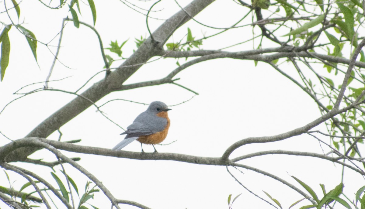 Silverbird - ML387199631