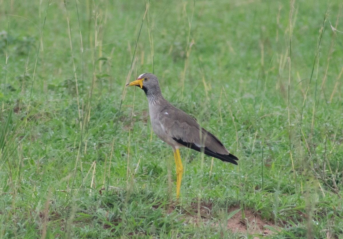Wattled Lapwing - ML387200021