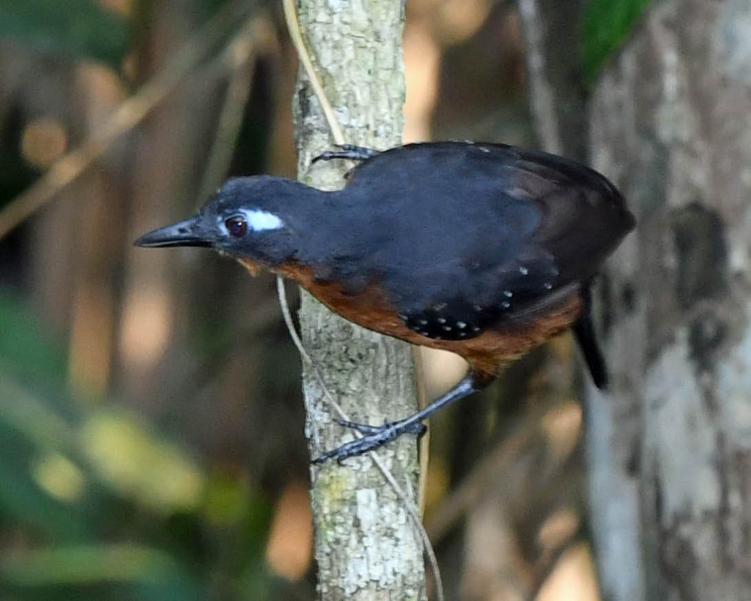 Bleigrau-Ameisenvogel - ML387200291