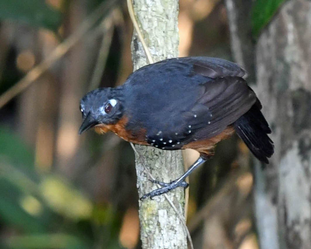 Bleigrau-Ameisenvogel - ML387200301