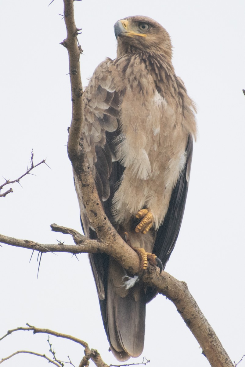 Tawny Eagle - ML387200321
