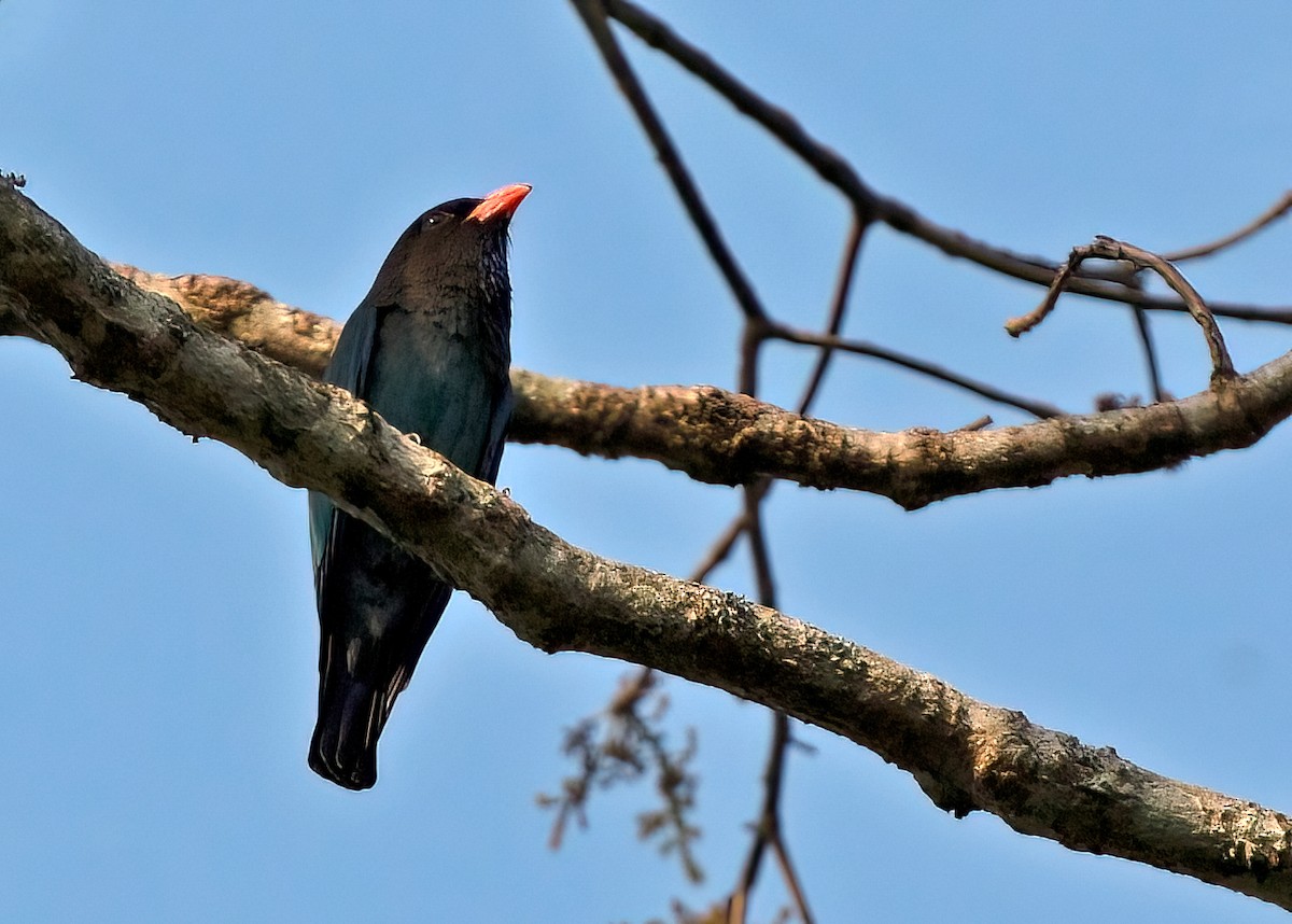 Dollarbird - ML387201521