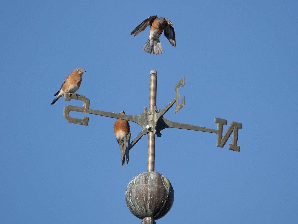 Eastern Bluebird - Allen Schenck