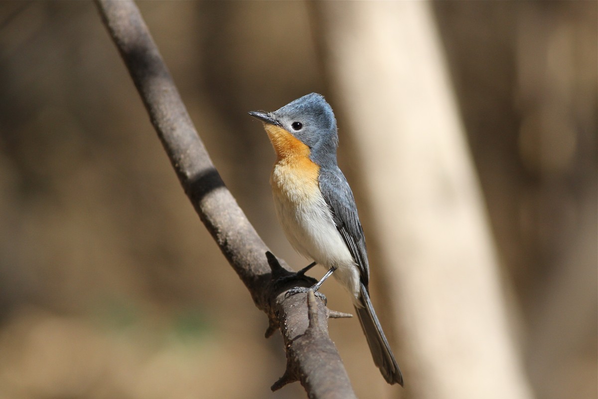 Broad-billed Flycatcher - Chris Wiley