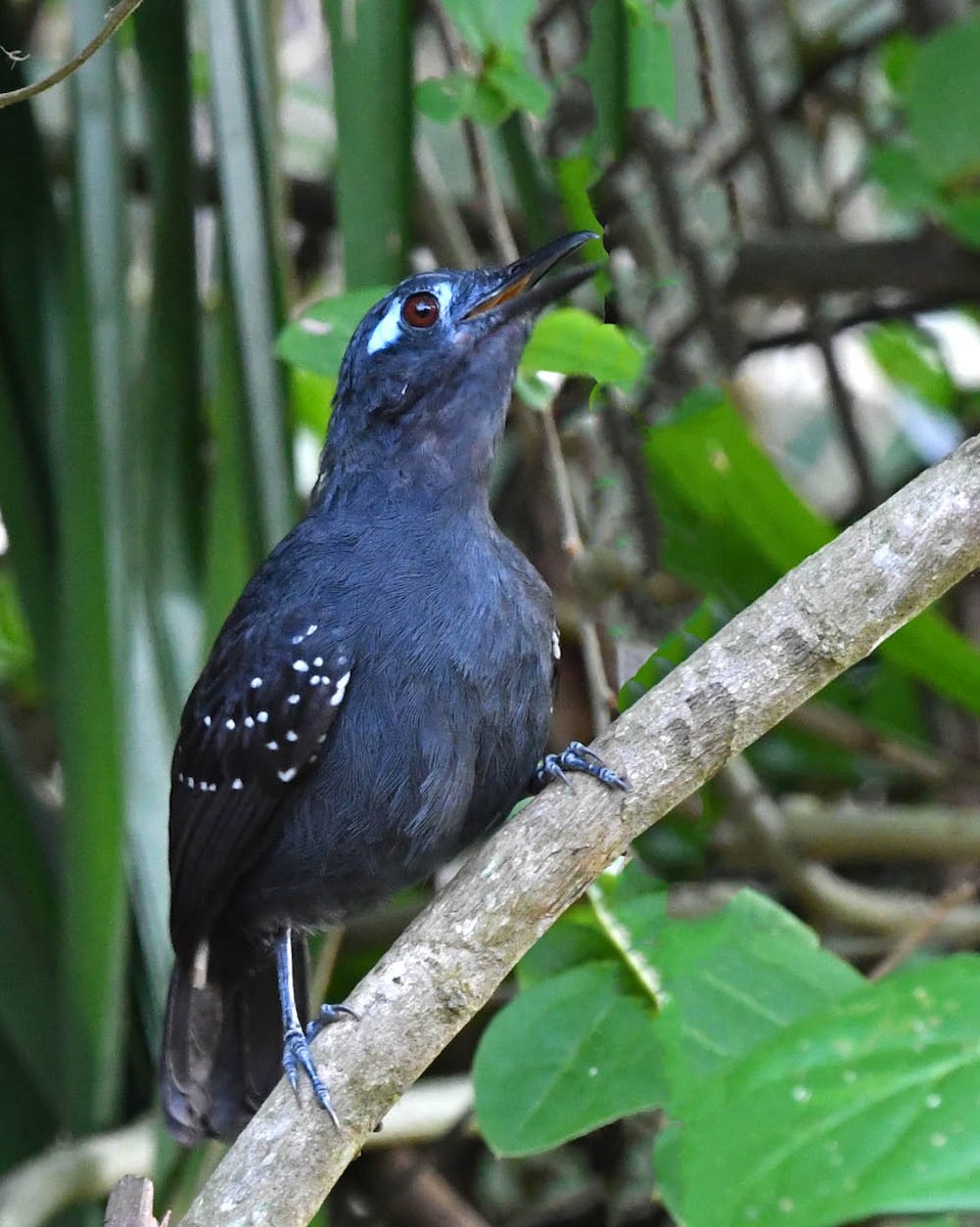 Bleigrau-Ameisenvogel - ML387206511