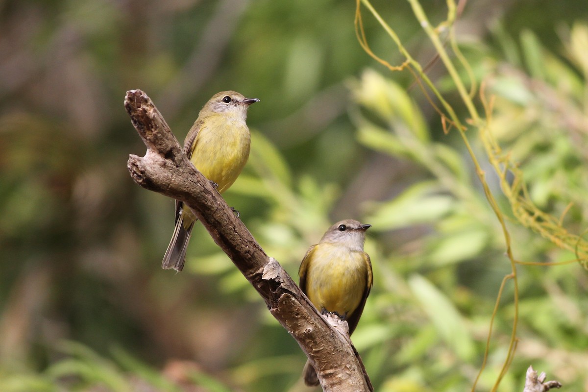 Lemon-bellied Flyrobin - Chris Wiley