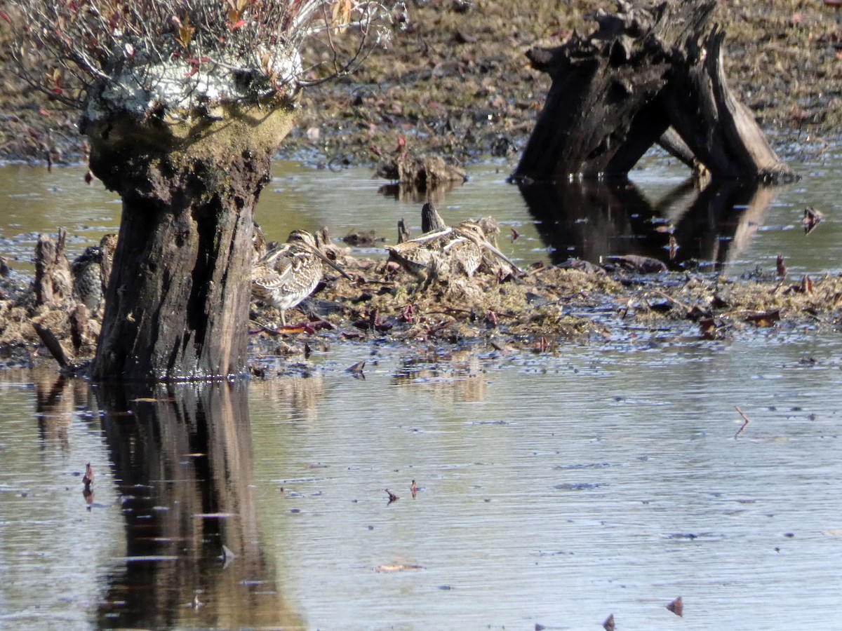 Wilson's Snipe - ML387207621
