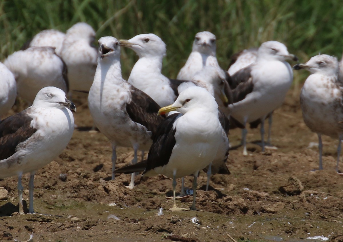 Lesser Black-backed Gull - Jeffrey Anderson