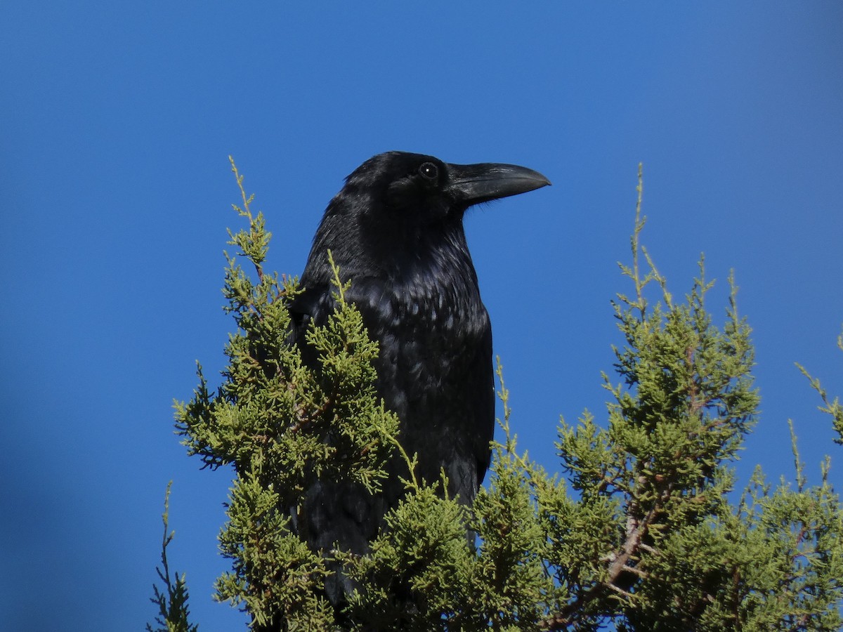 Grand Corbeau - ML387208601