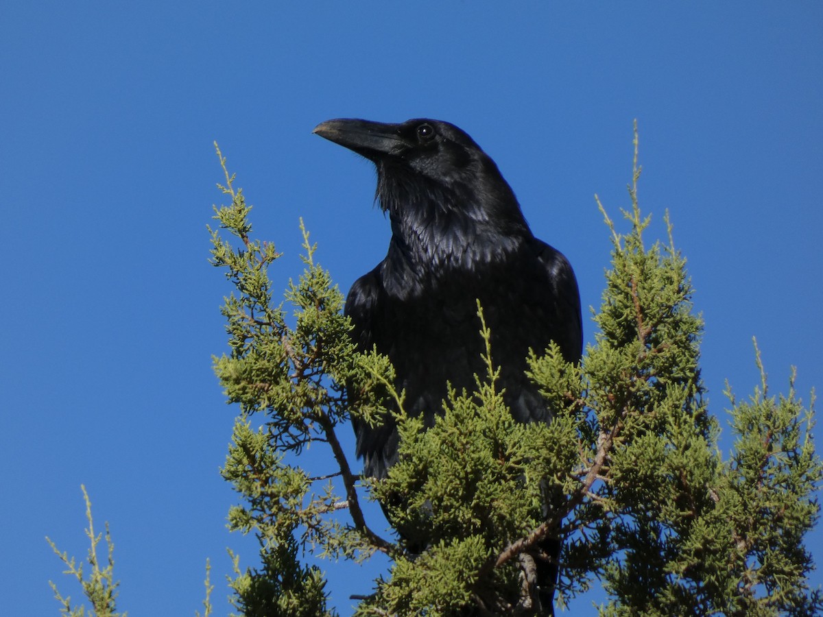 Grand Corbeau - ML387208631