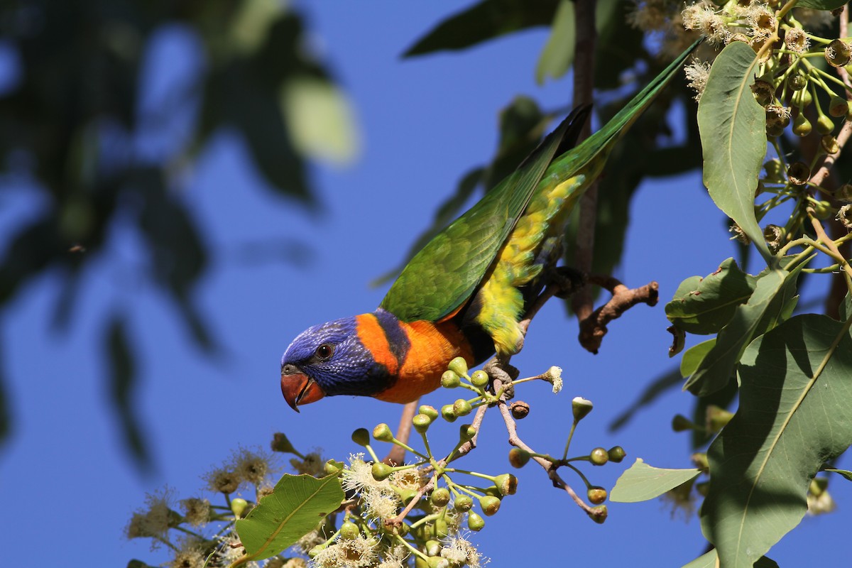 Red-collared Lorikeet - ML38720871