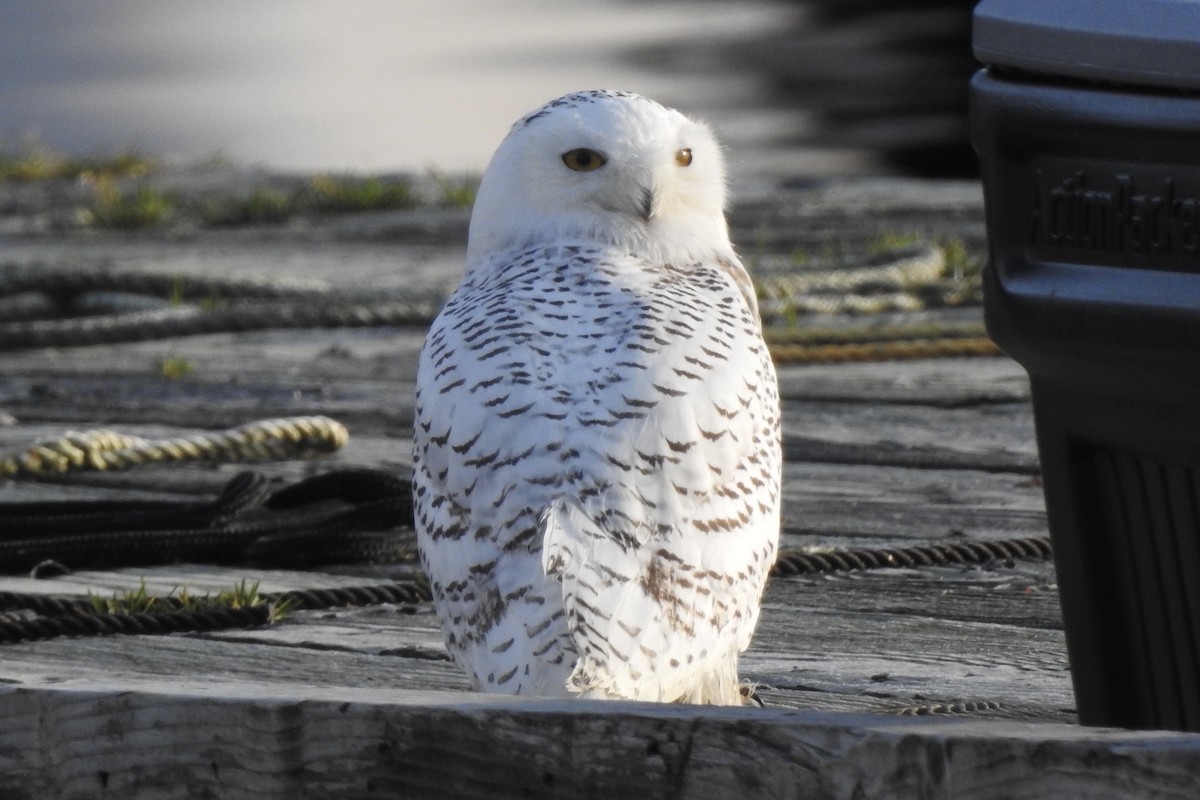 Snowy Owl - ML387209381