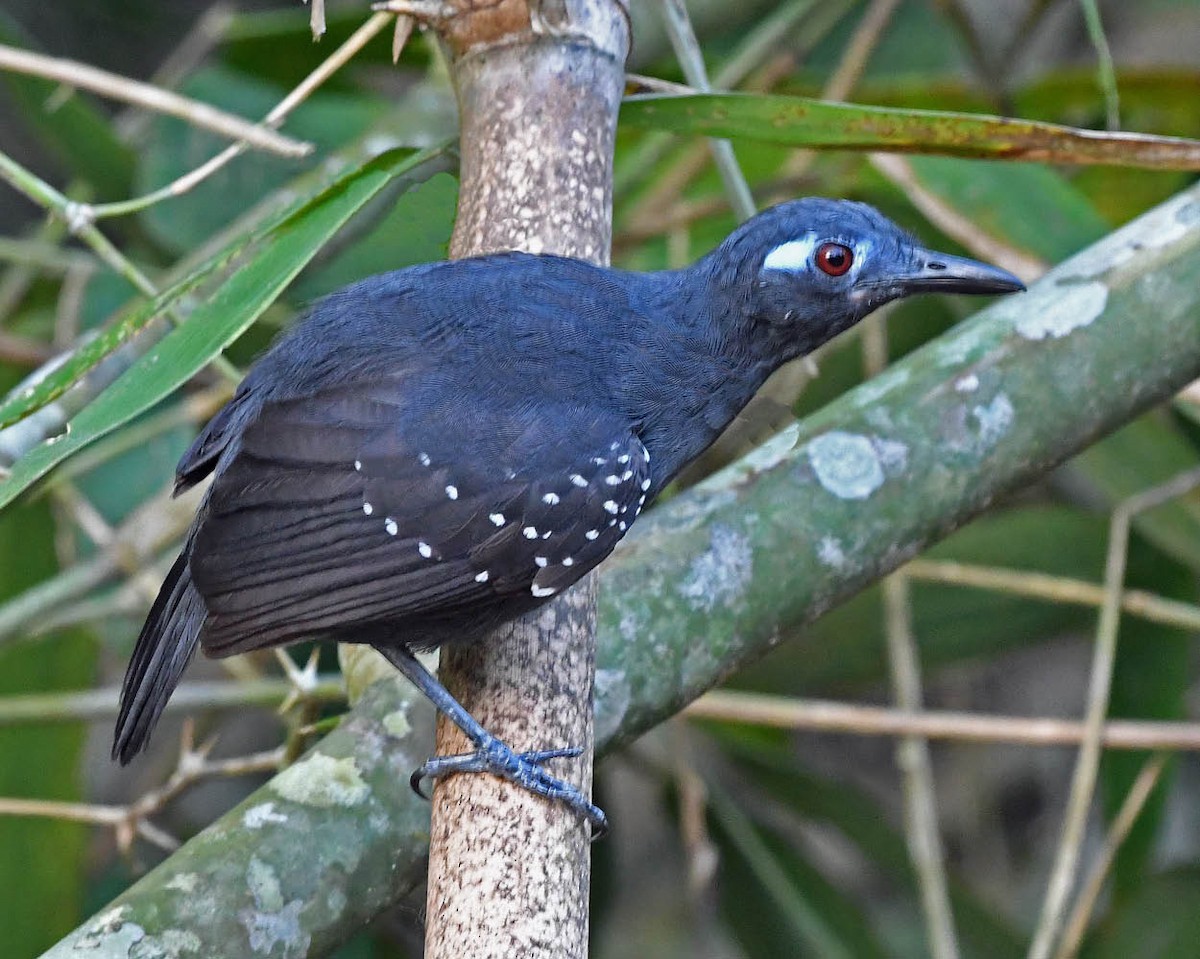 Bleigrau-Ameisenvogel - ML387209581