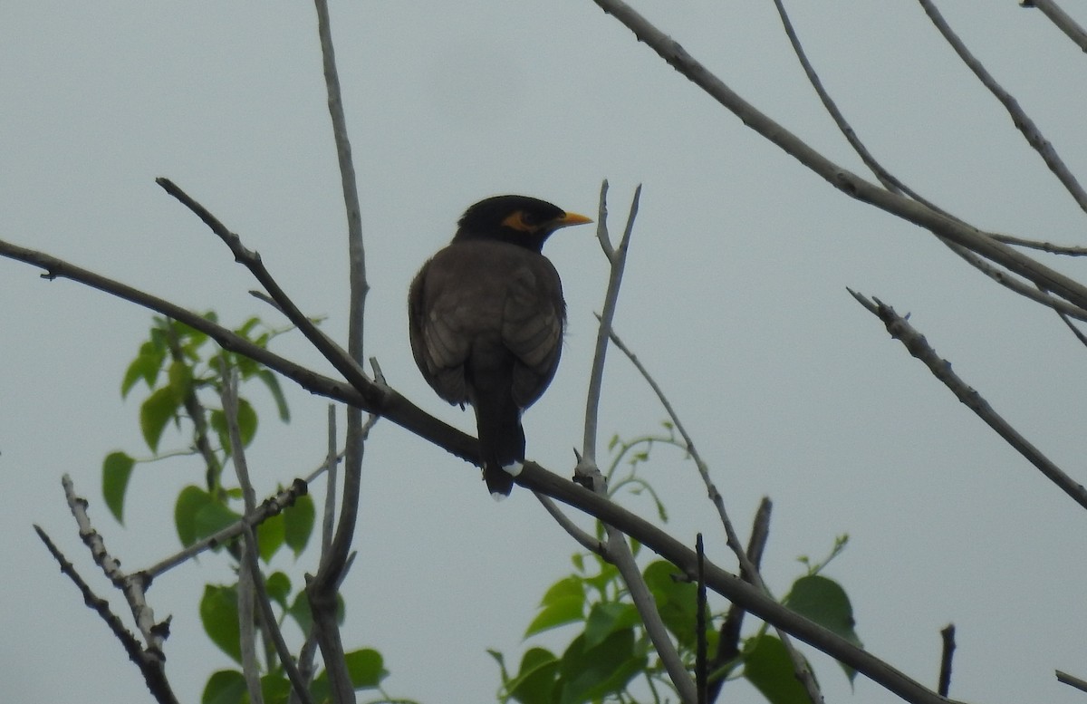 Common Myna - ML387210571