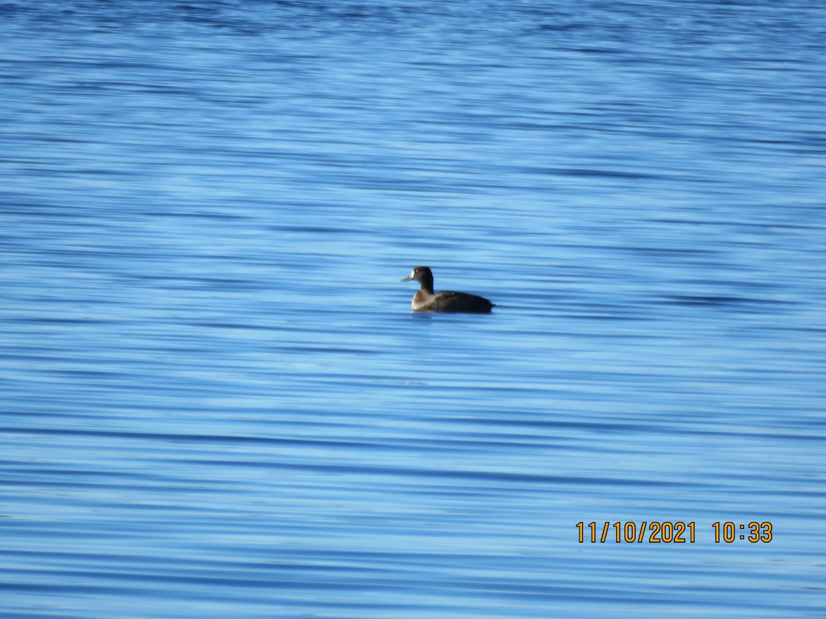 Lesser Scaup - ML387210881