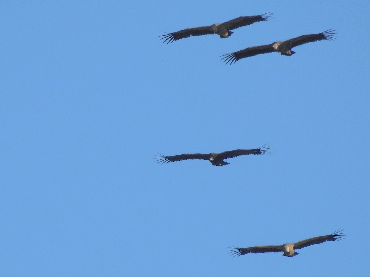 Cinereous Vulture - ML387213231