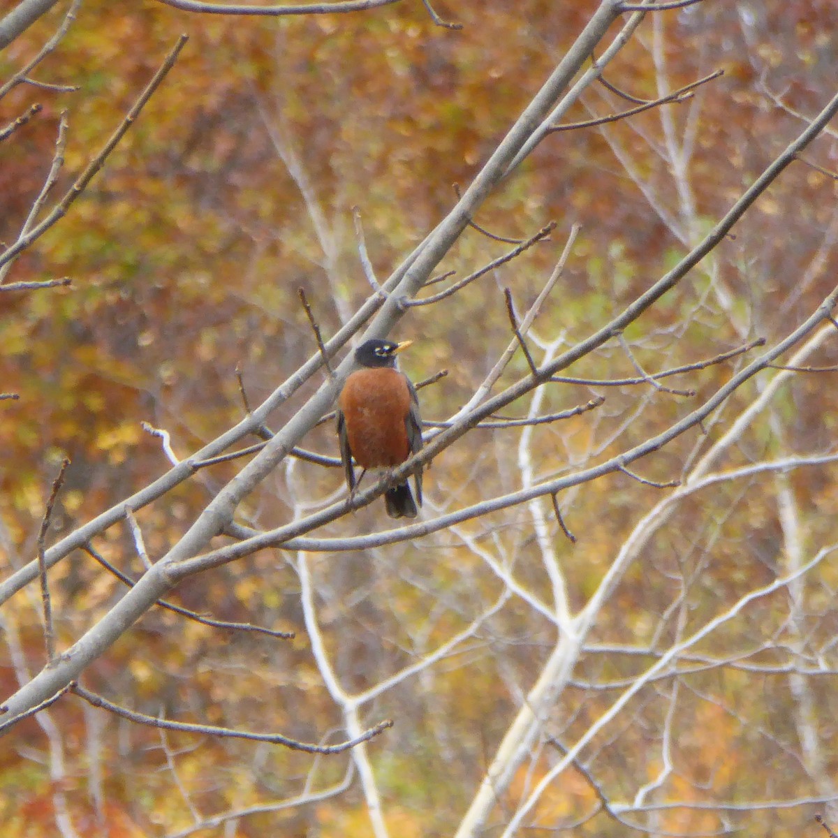 American Robin - ML38721331