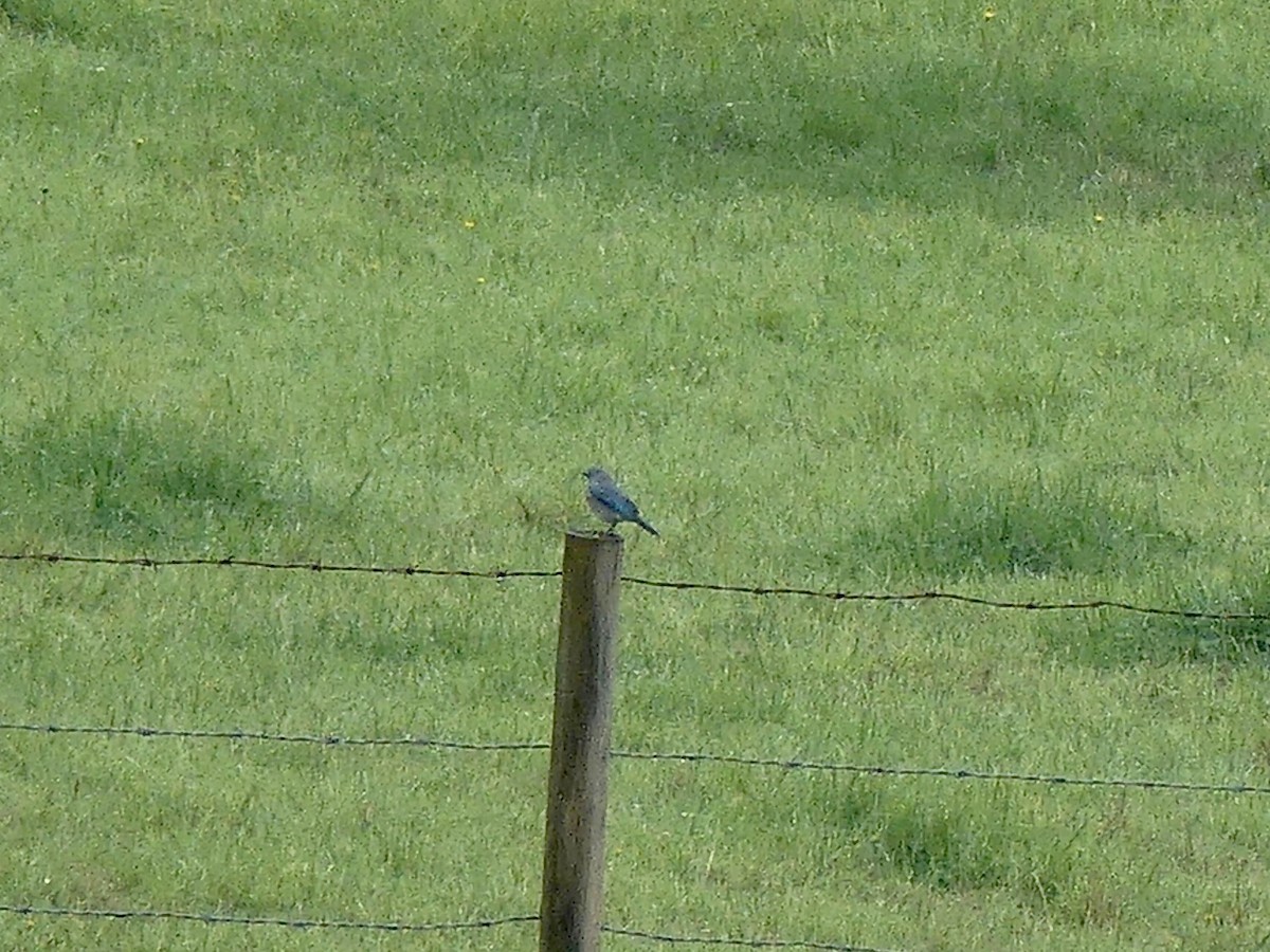 Mountain Bluebird - ML387213931