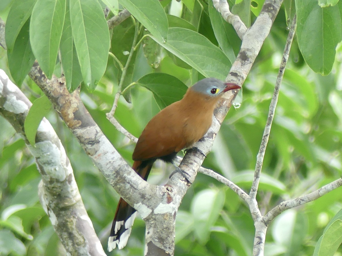 Black-bellied Cuckoo - Maggie Geer