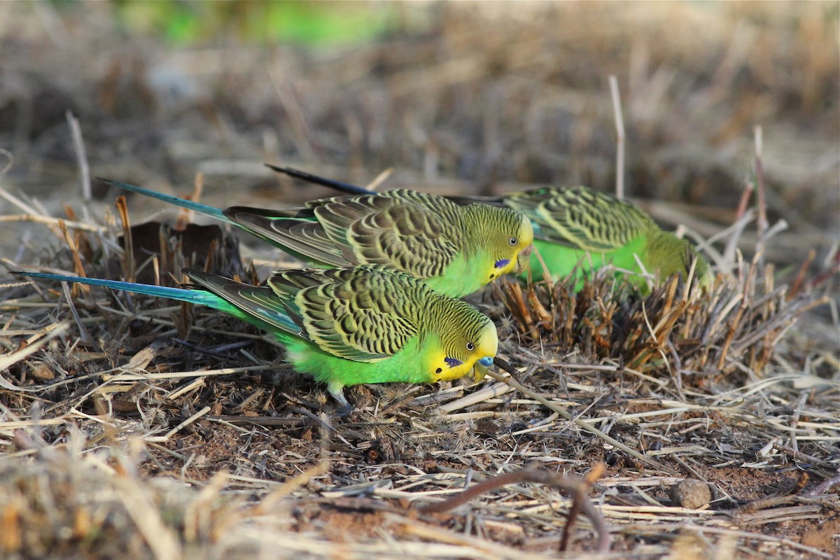 Budgerigar - ML38721451