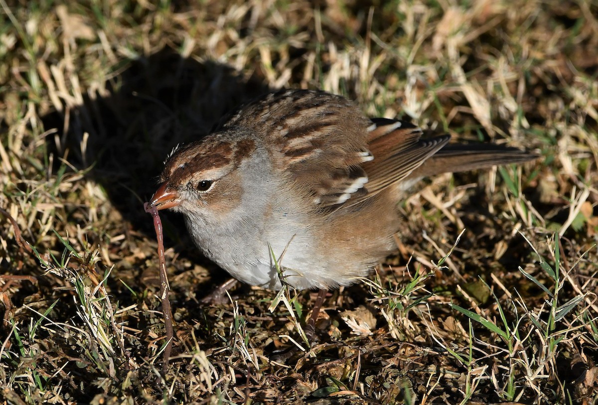 White-crowned Sparrow (Gambel's) - ML387215331