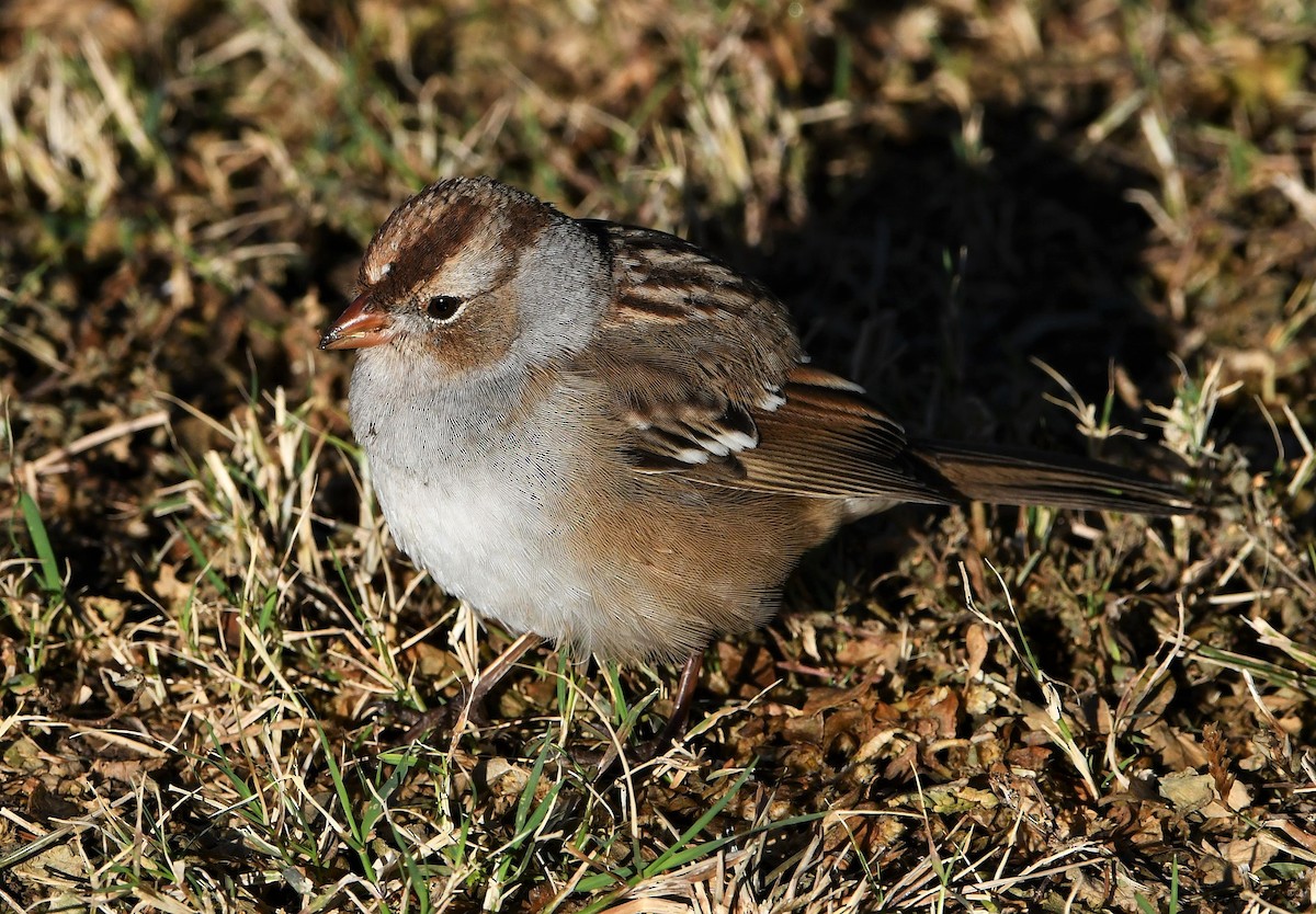 White-crowned Sparrow (Gambel's) - ML387215411