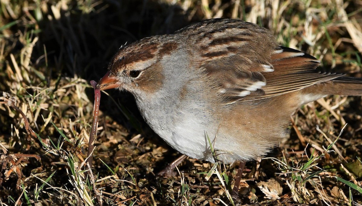 White-crowned Sparrow (Gambel's) - ML387215481