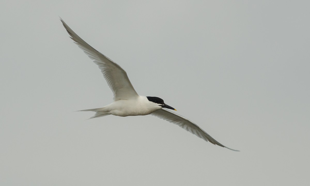 Sandwich Tern - ML38721971