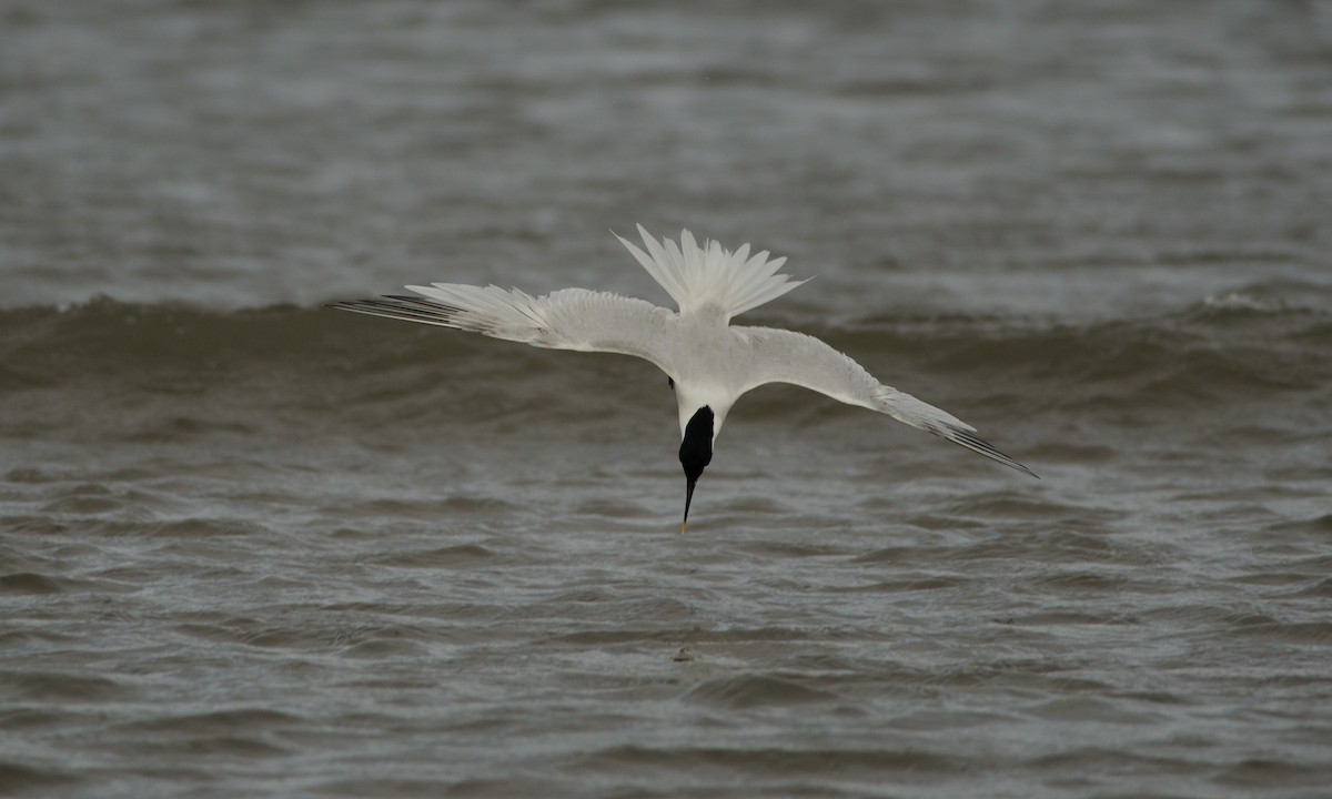 Sandwich Tern - ML38722161