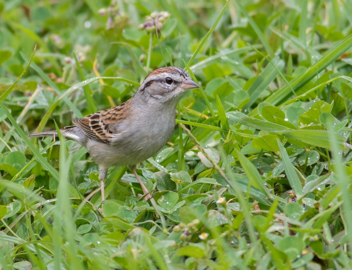 Chipping Sparrow - ML387221751