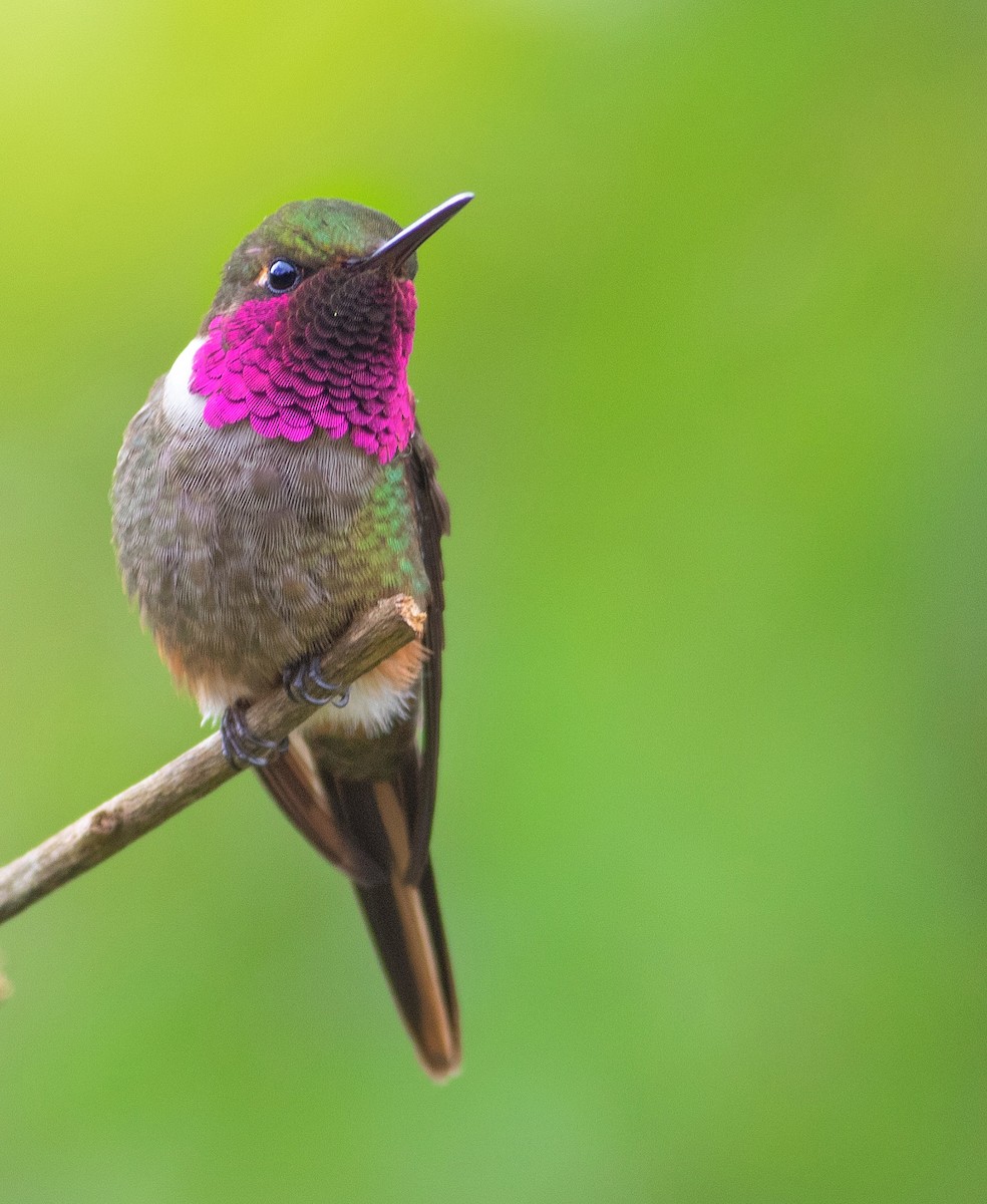 Magenta-throated Woodstar - ML387222131