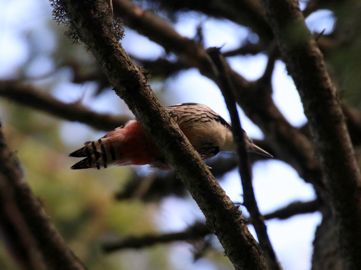 White-backed Woodpecker - Paweł Malczyk