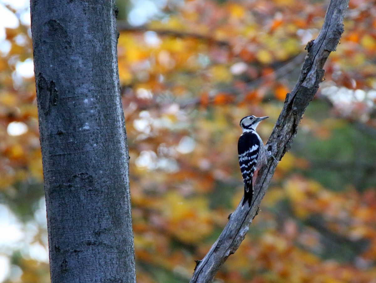 White-backed Woodpecker - ML387222821