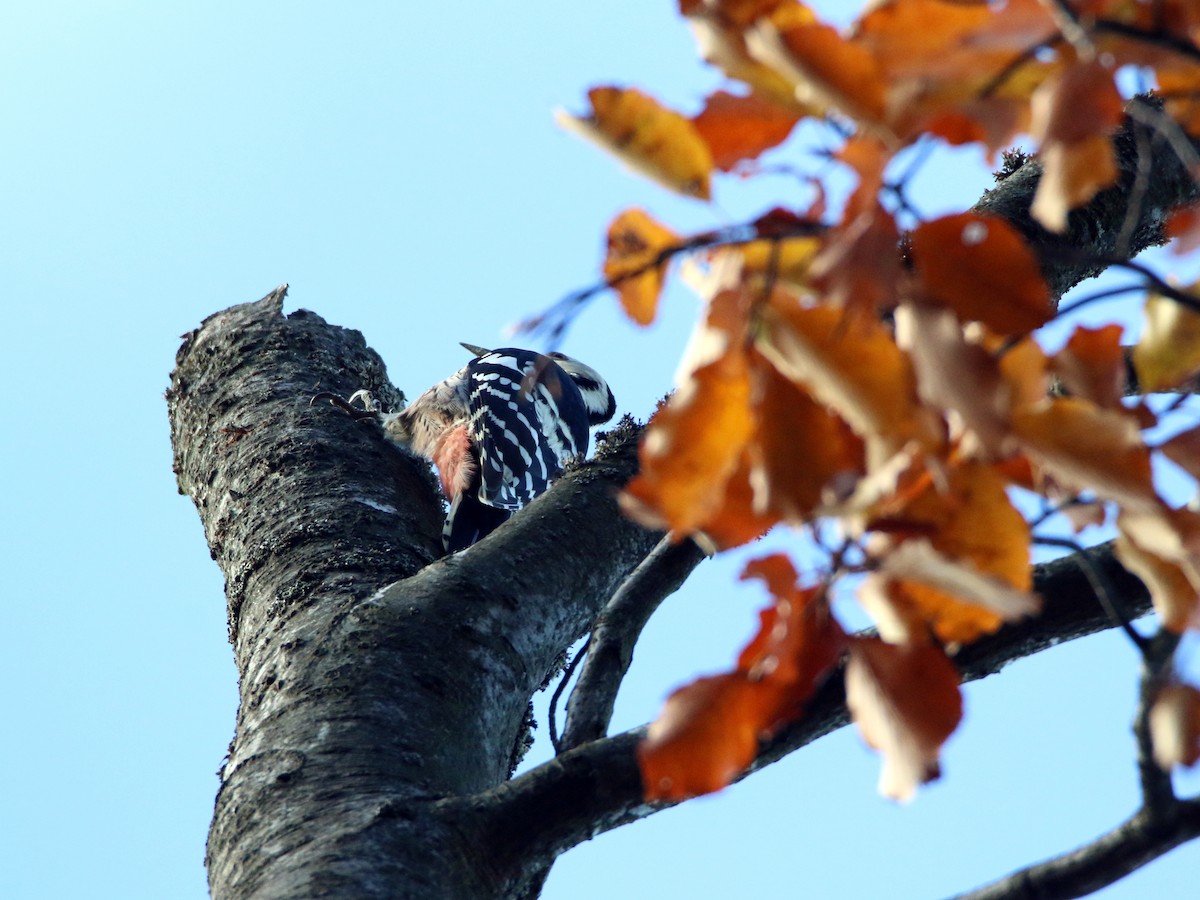 White-backed Woodpecker - ML387222921