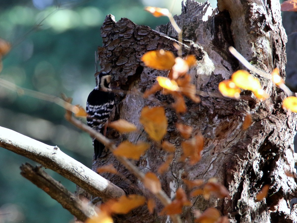 White-backed Woodpecker - ML387222961