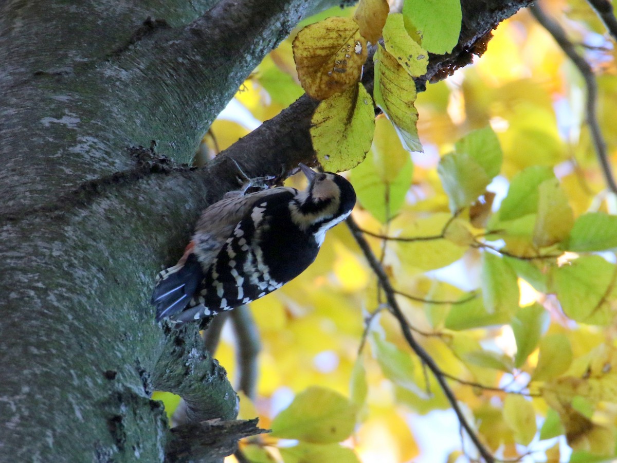 White-backed Woodpecker - Paweł Malczyk