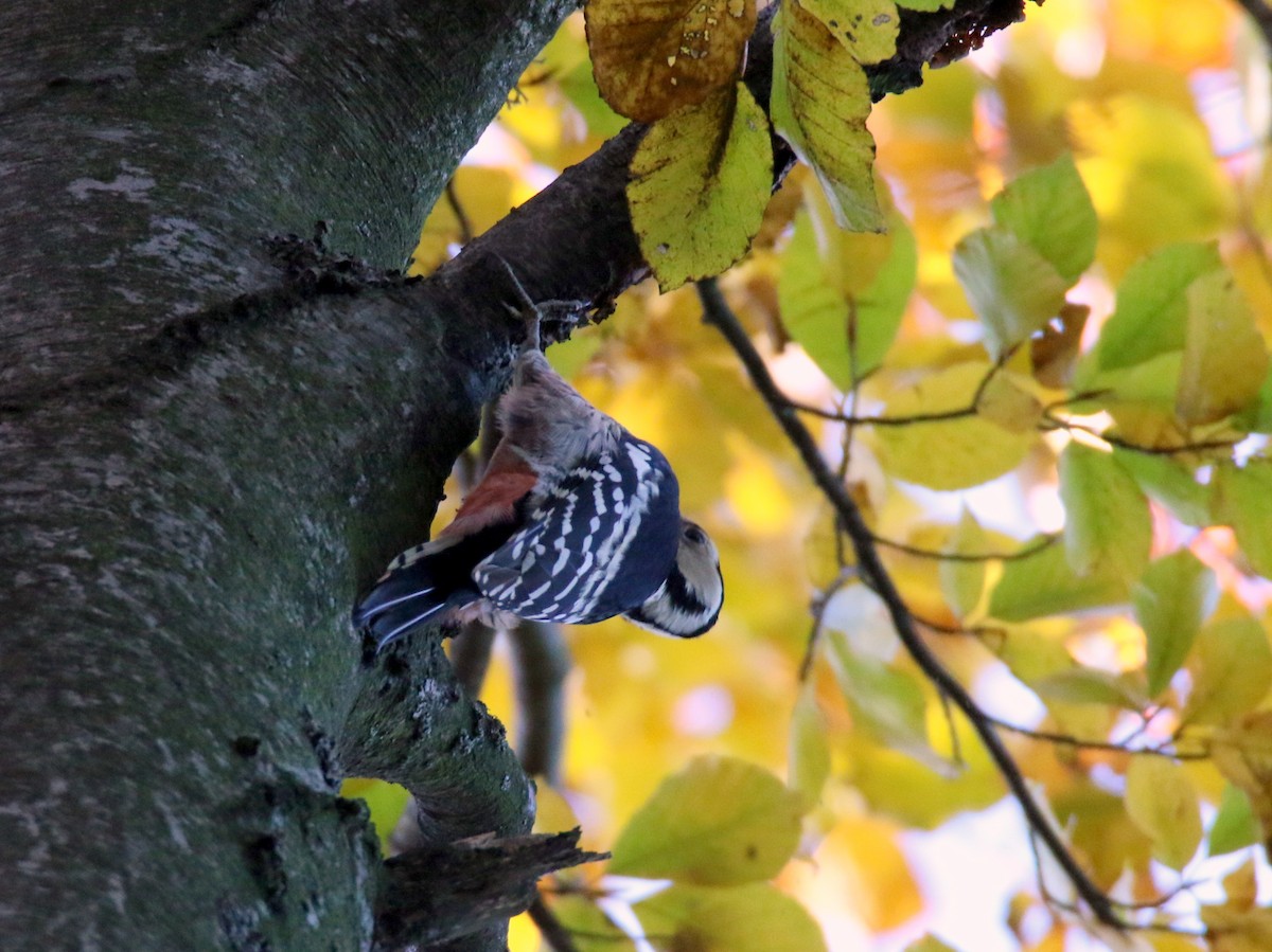 White-backed Woodpecker - Paweł Malczyk