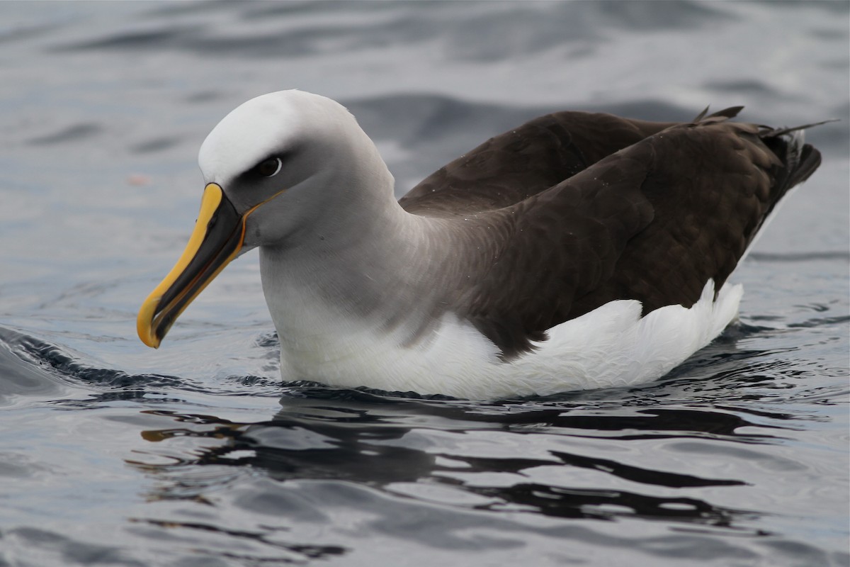 Buller's Albatross - Chris Wiley