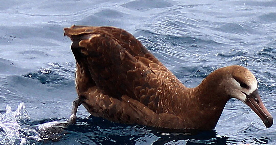 Albatros à pieds noirs - ML38722501